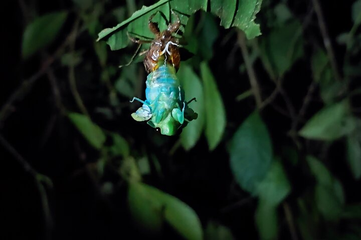Caribbean Rainforest night walk  - Photo 1 of 9